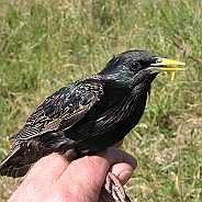 Common Starling